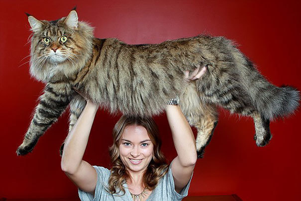 940201-Biggest-Cats-On-Earth-01