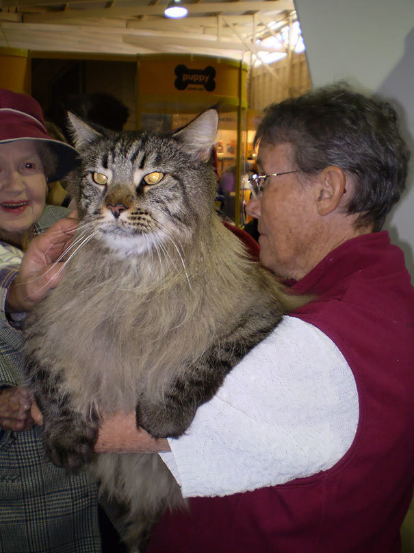 940201-Biggest-Cats-On-Earth-09