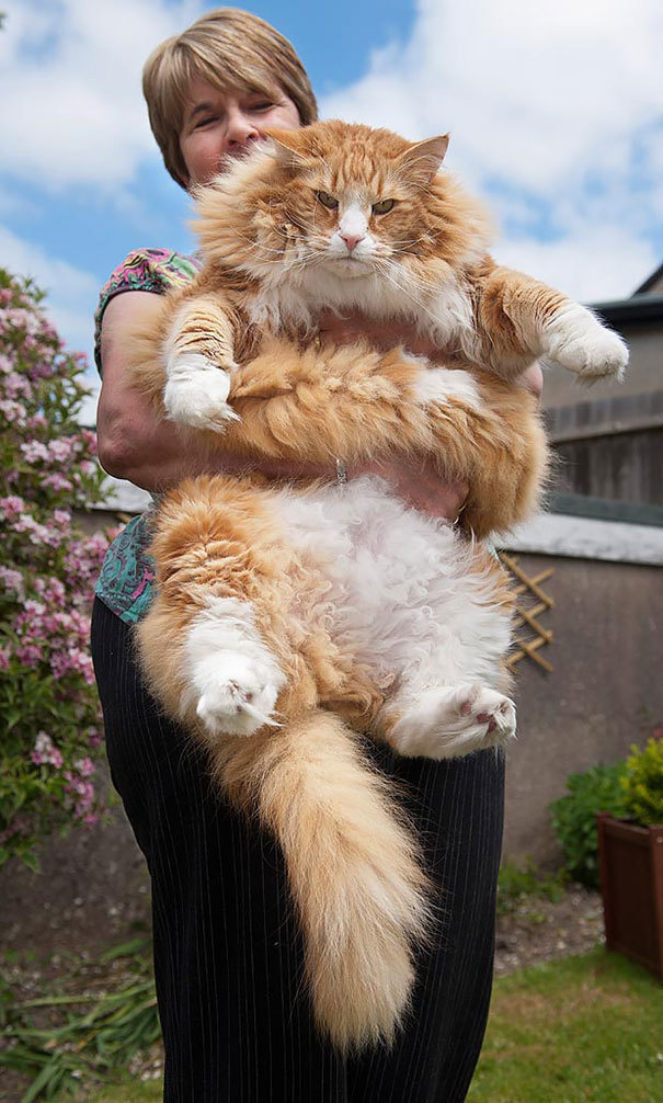940201-Biggest-Cats-On-Earth-15