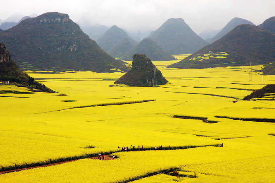 مزارع کانولا در چین