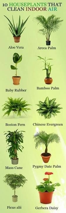 940213-houseplants-02
