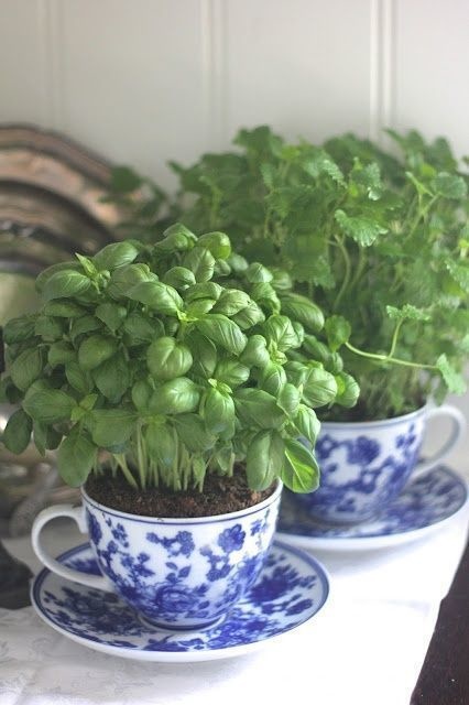 940213-houseplants-06