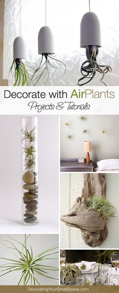 940213-houseplants-07