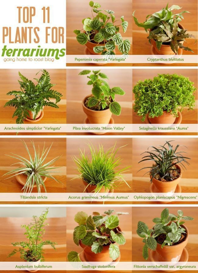 940213-houseplants-12
