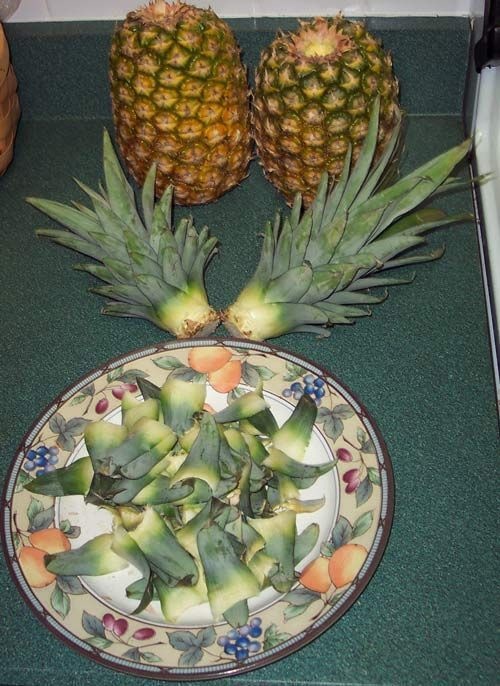 940213-houseplants-13