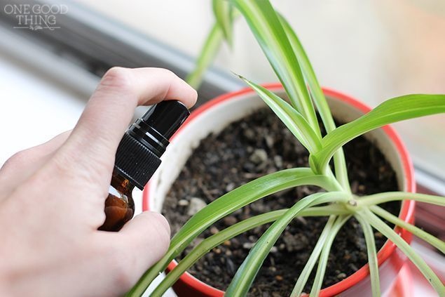 940213-houseplants-15