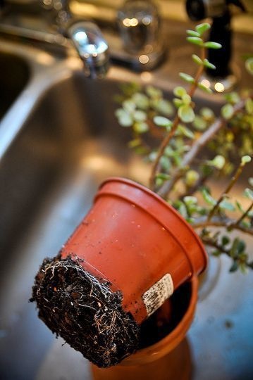 940213-houseplants-16