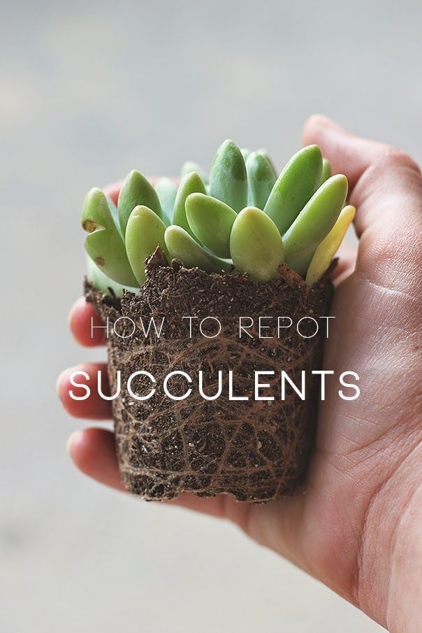 940213-houseplants-17