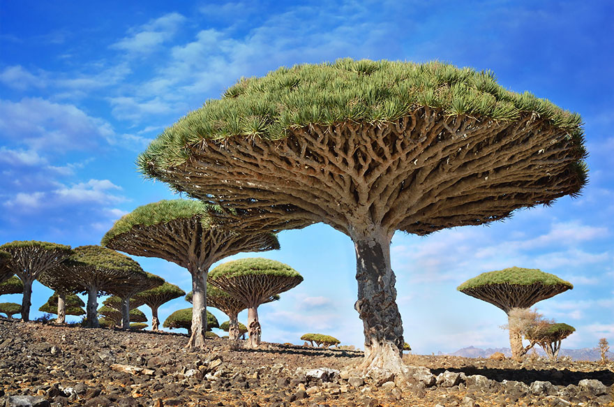درخت خون اژدها، یمن