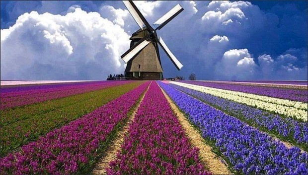 مزارع گل در هلند
